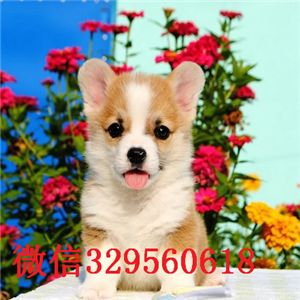  周口哪里有柯基卖短腿柯基犬多少钱一只双色