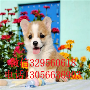  ?？谀睦镉新羲禄禄母咂分士禄? width=80px height=80px /></div><div   id=