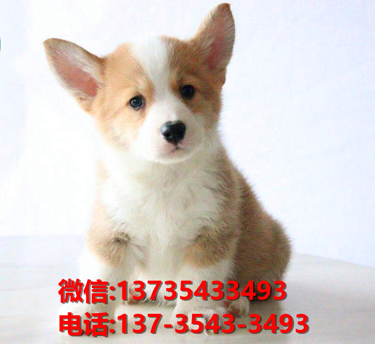 廊坊宠物狗犬舍出售纯种柯基犬幼犬卖狗买狗哪里有狗市场