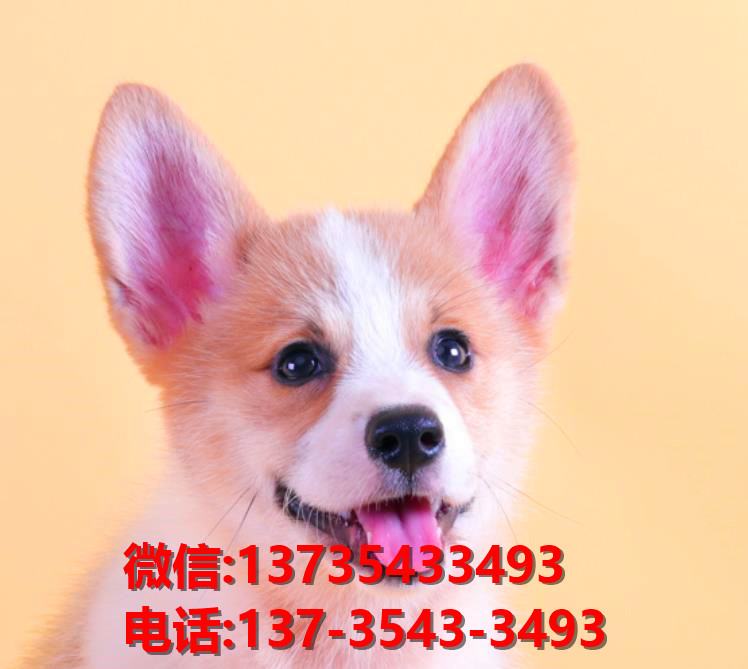 枣庄宠物狗犬舍领养纯种柯基网上哪里卖狗买狗