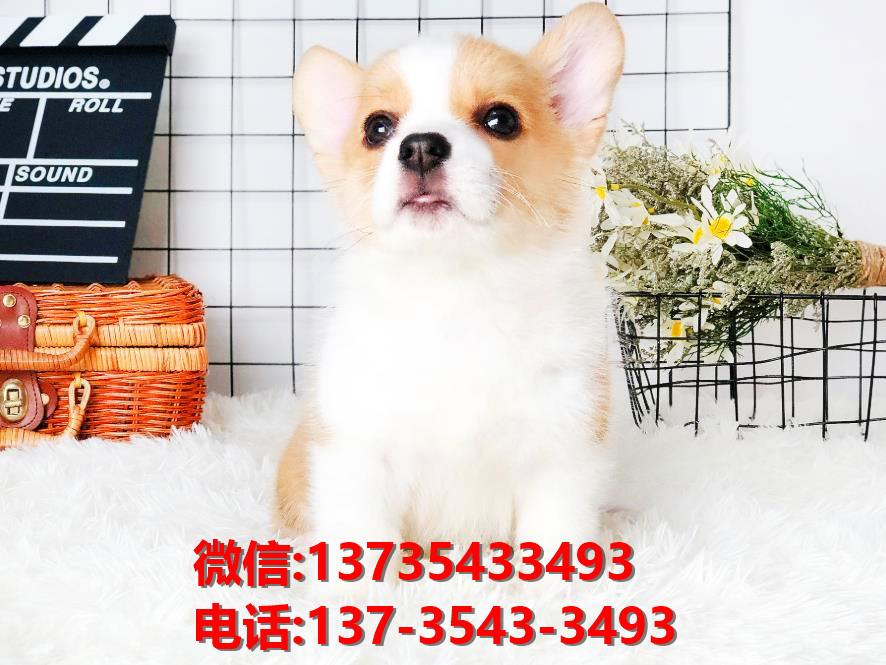 泰安宠物狗犬舍领养纯种柯基犬网上买狗卖狗网