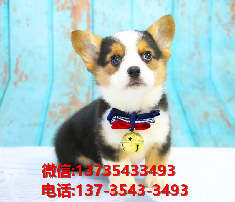 莱芜宠物狗犬舍领养纯种柯基犬网上卖狗买狗网