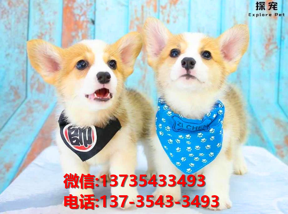 蚌埠宠物狗狗犬舍出售纯种柯基幼犬卖狗买狗地