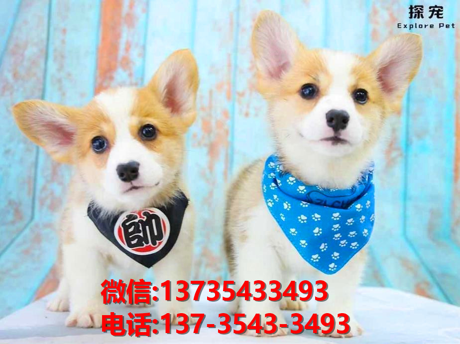 威海宠物狗犬舍领养纯种柯基犬网上卖狗买狗网