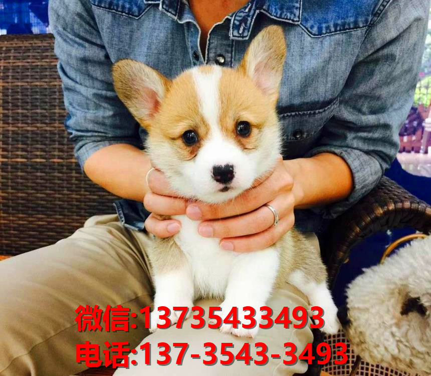 永州宠物狗犬舍出售纯种柯基犬网上买狗卖狗地