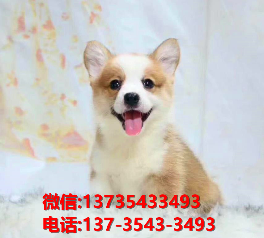 常德宠物狗犬舍出售纯种柯基犬网上买狗卖狗地
