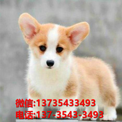 攀枝花宠物狗犬舍出售纯种小短腿柯基犬领养卖