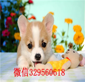   沈阳哪里有卖柯基 纯种柯基价格多少柯基图