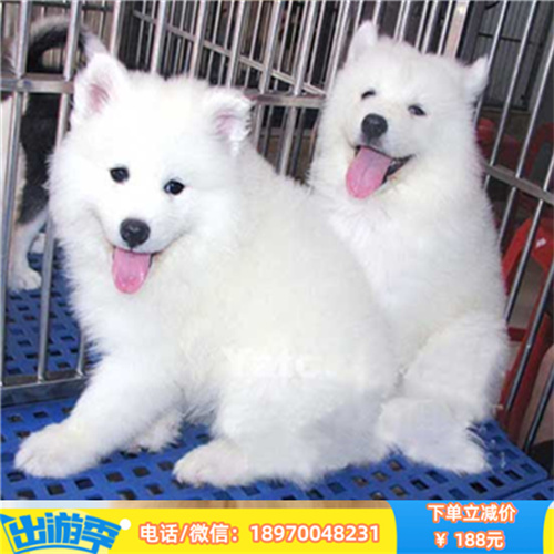 佛山哪里有纯种柯基犬出售 佛山宠物店