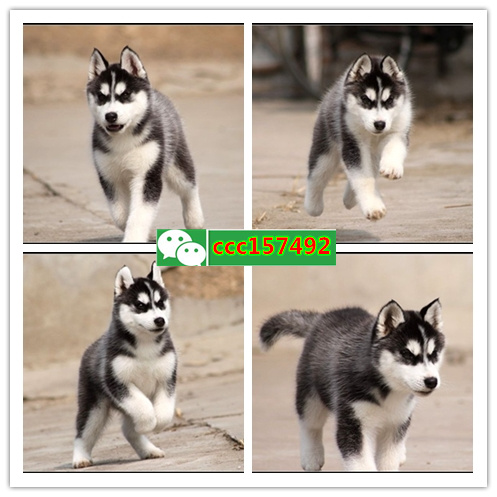 宁波市区哪里有宠物店、宁波哪里有小狗卖