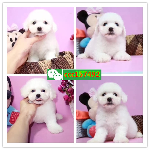 宁波宠物网、宁波卖狗信息、宁波宠物狗多少钱