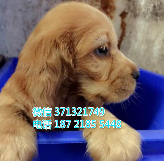 可卡犬出售纯种幼犬，小型犬，重庆本地繁殖 全国发货