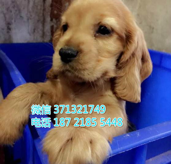 可卡犬出售纯种幼犬，成都犬舍出售，成都狗场