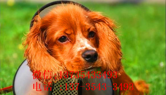 沈阳宠物狗狗犬舍出售纯种可卡幼犬 买狗卖狗领养狗狗