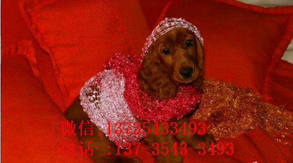 沈阳宠物狗狗犬舍出售纯种可卡幼犬 买狗卖狗领养狗狗