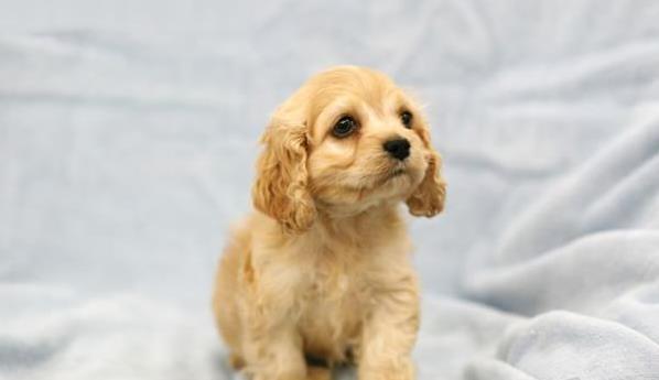 南京宠物狗狗犬舍出售纯种可卡幼犬 买狗卖狗