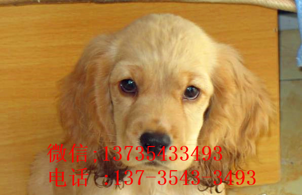 石家庄宠物狗狗犬舍出售纯种可卡幼犬 买狗卖狗领养狗狗