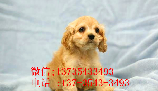 南京宠物狗狗犬舍出售纯种可卡幼犬 买狗卖狗领养狗狗