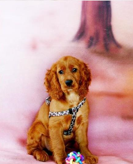 太原宠物狗狗犬舍出售纯种可卡幼犬 买狗卖狗