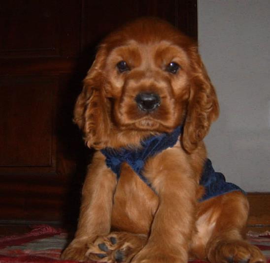 上海宠物狗狗犬舍出售纯种可卡幼犬 买狗卖狗