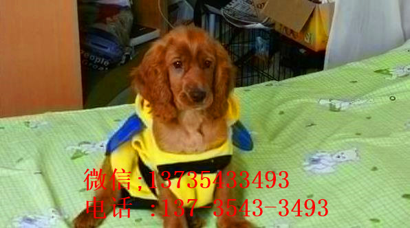 杭州宠物狗狗犬舍出售纯种可卡幼犬 买狗卖狗领养狗狗