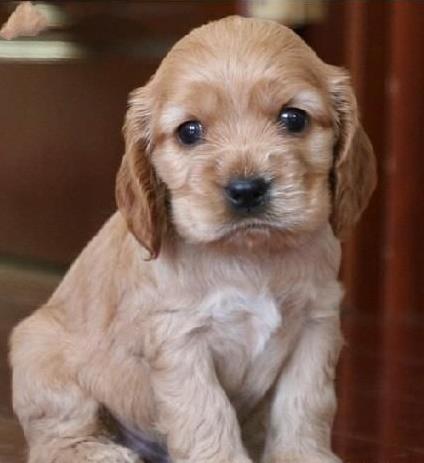 哈尔滨宠物狗狗犬舍出售纯种可卡幼犬 买狗卖