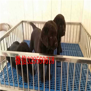 焦作哪里能买到纯种拉布拉多幼犬拉布拉多犬舍