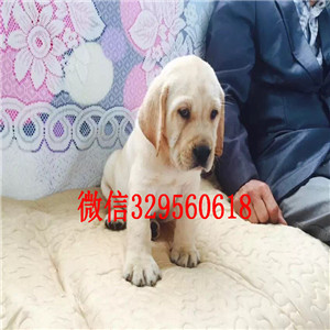 咸宁哪里能买到赛级双血统拉布拉多拉布拉多犬