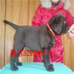 黑河出售纯种赛级双血统拉布拉多基地直销拉布拉多包纯种健康