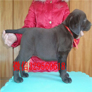 岳阳哪里能买到纯种拉布拉多幼犬黑色拉布拉多包纯种健康