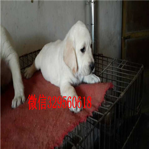 枣庄出售纯种拉布拉多拉布拉多犬舍家养拉布拉
