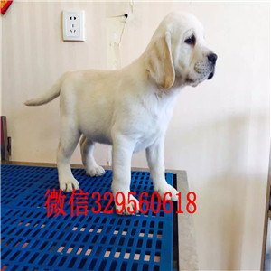 铜川哪里有卖拉布拉多基地直销拉布拉多包纯种