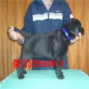常德哪里能买到赛级双血统拉布拉多黑色拉布拉