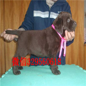 黑河出售纯种赛级双血统拉布拉多基地直销拉布拉多包纯种健康