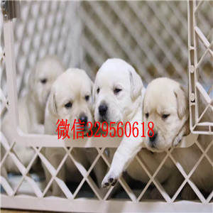 琼中双血统拉布拉多拉布拉多图片哪里有卖拉布