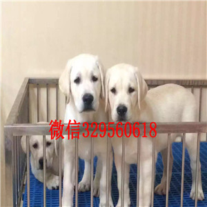 河池赛级拉布拉多疫苗驱虫做好巧克力拉布拉多