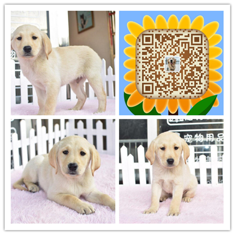 武汉哪有正规狗场 武汉哪里有出售纯种拉布拉