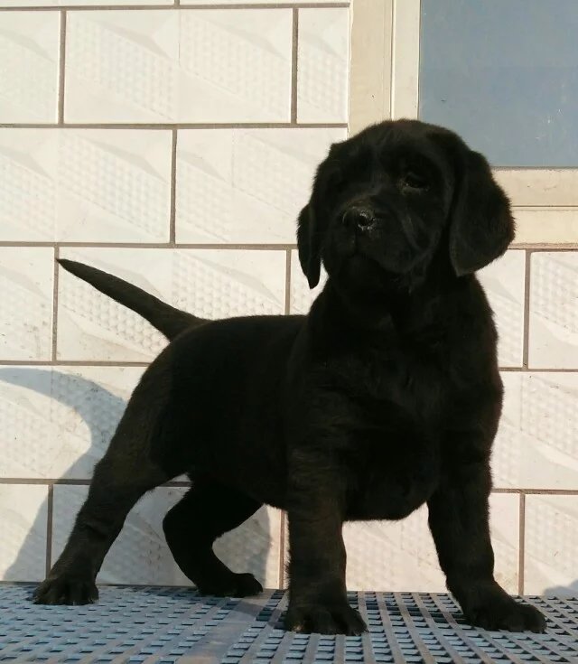 无锡黑色拉布拉多多少钱 无锡黄色拉布拉多价