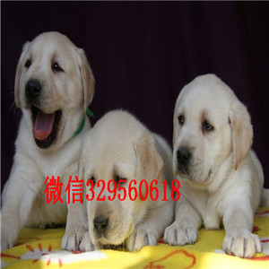 攀枝花哪里有卖纯种拉布拉多犬 白色黄色黑色