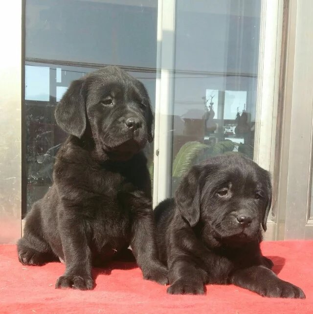 衡阳黑色拉布拉多怎么卖的 衡阳哪里有白色拉布拉多出售 黄色拉布拉多怎么卖的