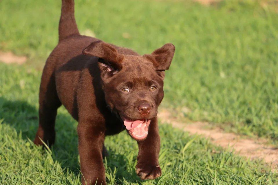 衡阳黑色拉布拉多怎么卖的 衡阳哪里有白色拉