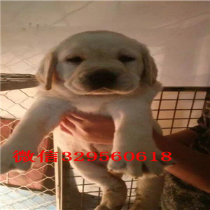 郴州哪里卖纯种拉不拉多拉不拉多价格白色拉不