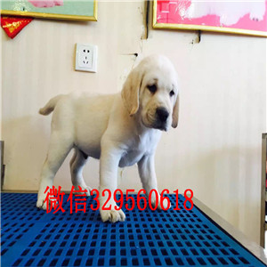 黑河哪里卖纯种拉不拉多拉不拉多犬舍黑色拉不