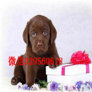 焦作帅帅拉拉犬出售 血统拉不拉多幼犬 血统纯