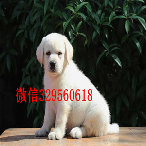 泰安纯种小七拉布拉多出售,极致品质,质量保证
