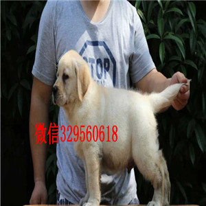 滨州正规狗场直销拉布拉多犬拉布拉多,拉拉 神
