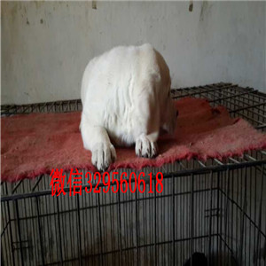 黄山正规犬舍出售纯种拉布拉多导盲犬 签订协