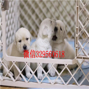 黑河专业繁殖拉布拉多犬哪里卖纯种拉布拉多拉