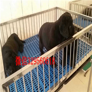 泰安纯种小七拉布拉多出售,极致品质,质量保证