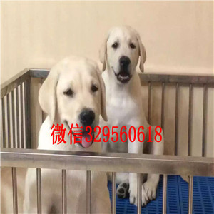 铁岭双血统纯种健康大骨架拉布拉多幼犬宝宝待售中